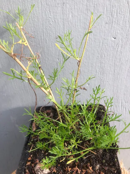 Jonge loopkamille in een pot met fijn, veervormig blad